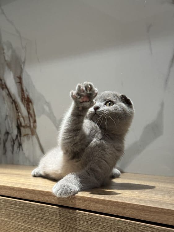 Скоттиш фолд котята — 3