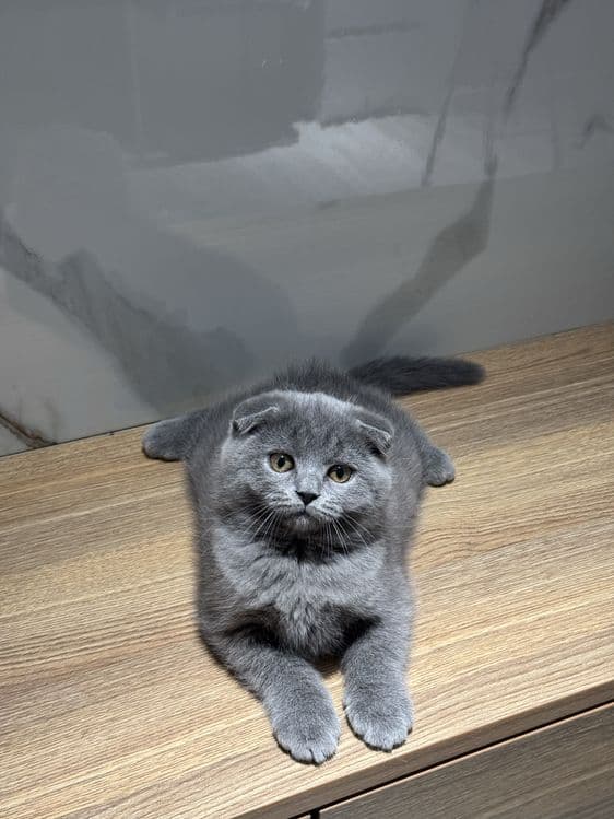 Скоттиш фолд котята — 4