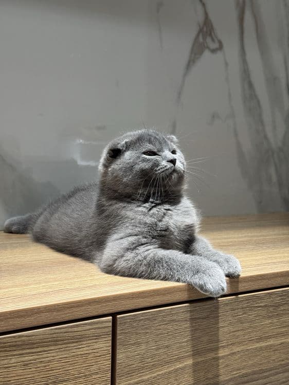 Скоттиш фолд котята — 5