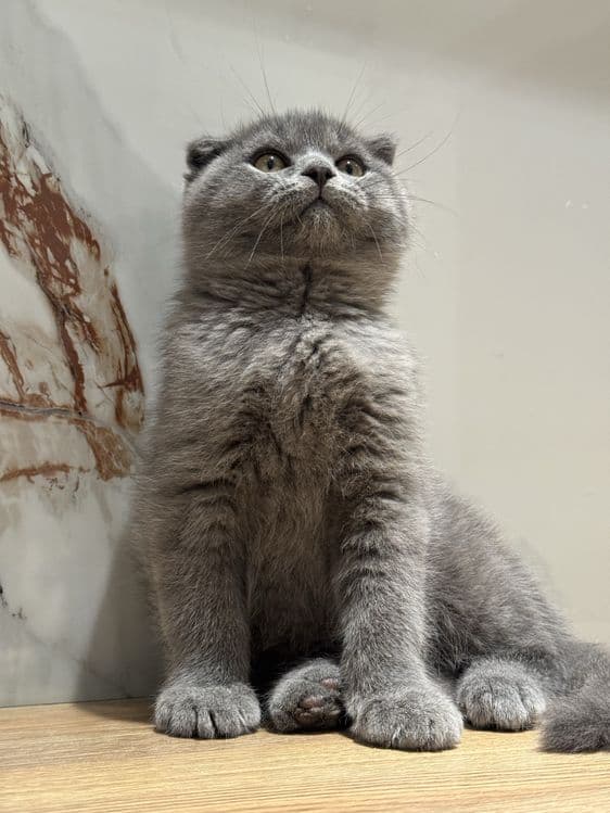 Скоттиш фолд котята — 6