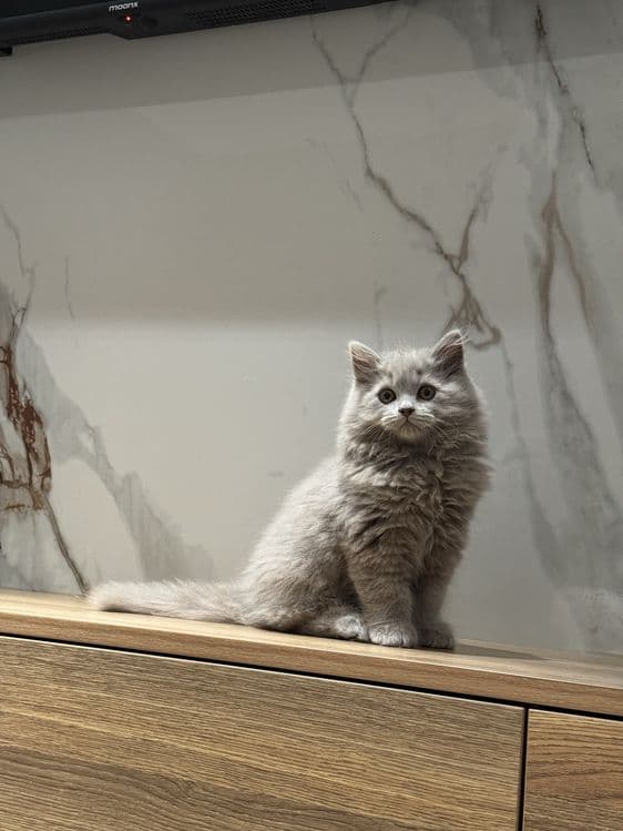 Скоттиш фолд котята — 7