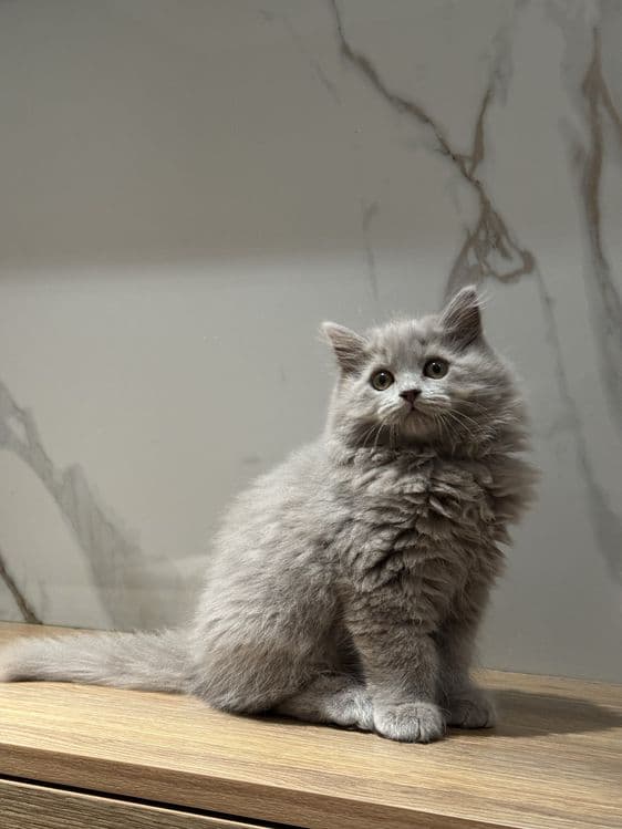 Скоттиш фолд котята — 8