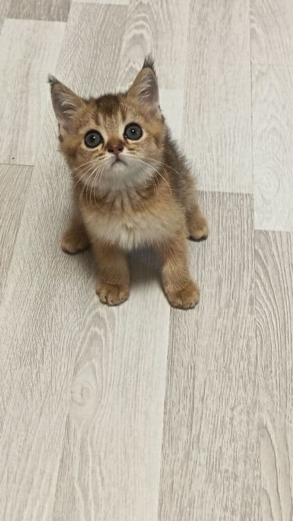 Продаются котятки — 1