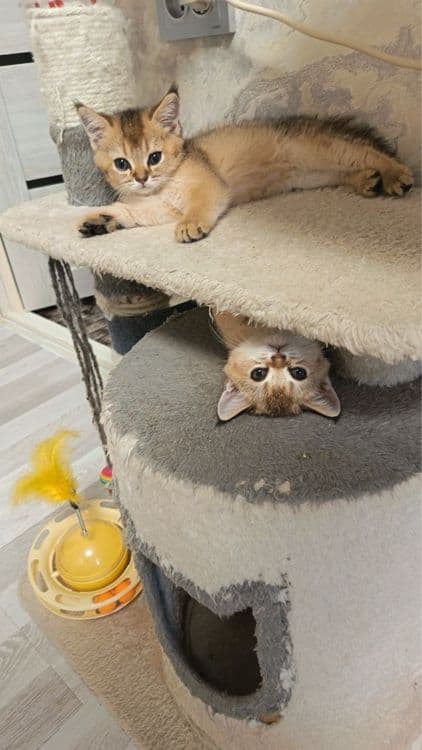 Продаются котятки — 3