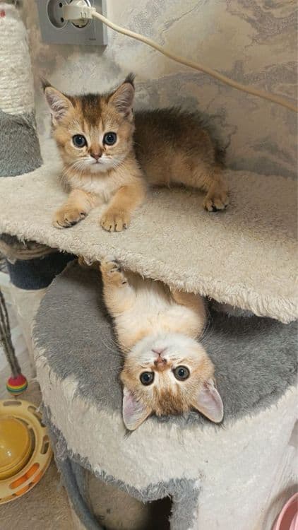 Продаются котятки — 4