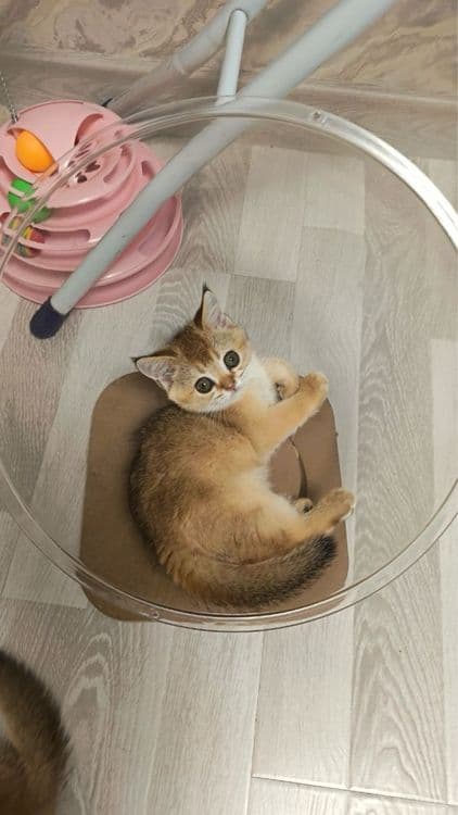Продаются котятки — 5