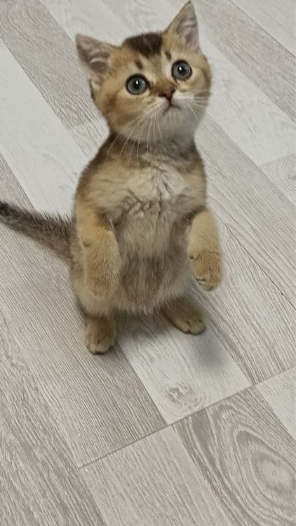 Продаются котятки — 7