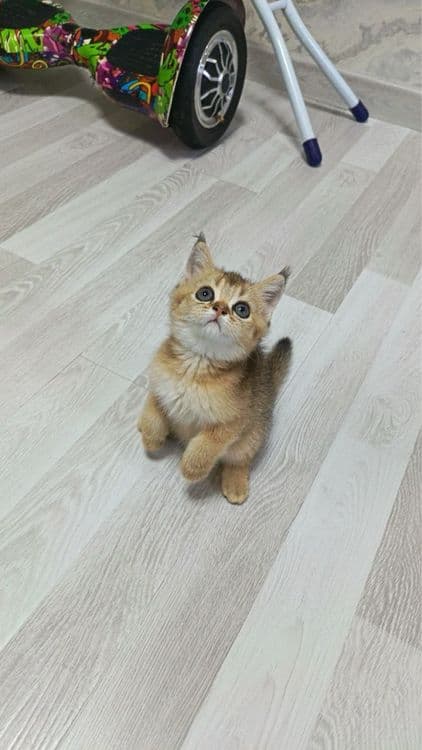 Продаются котятки — 8