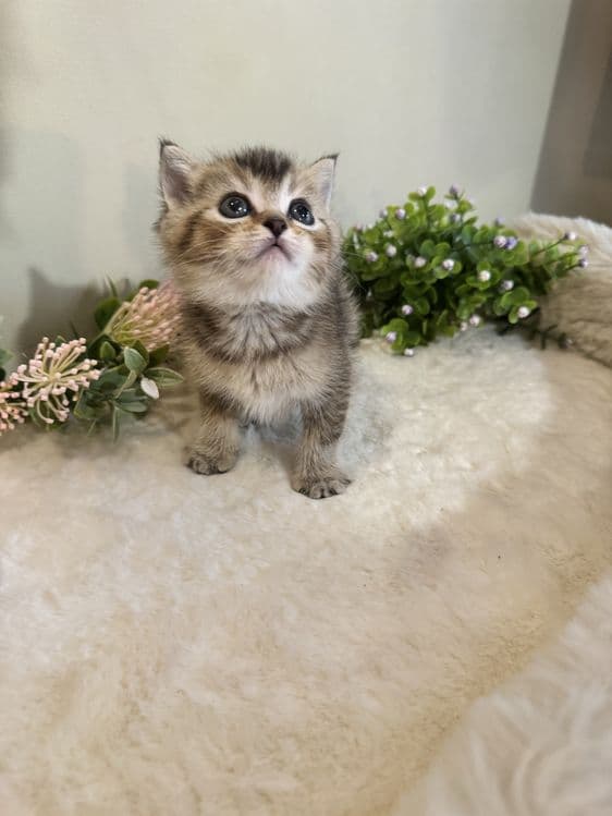 Британская шиншилла, красавчек продается. — 3