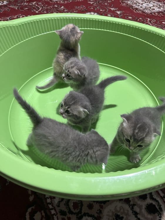 Скоттиш фолд болалари сотилади — 2