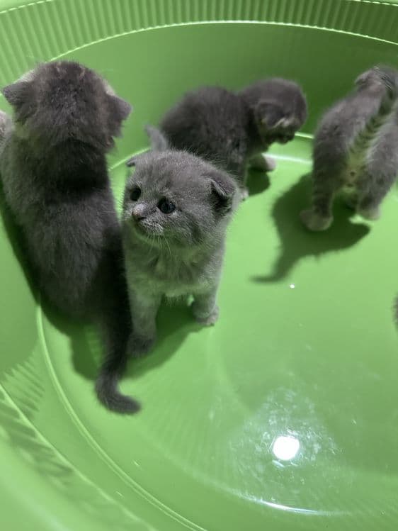 Скоттиш фолд болалари сотилади — 3