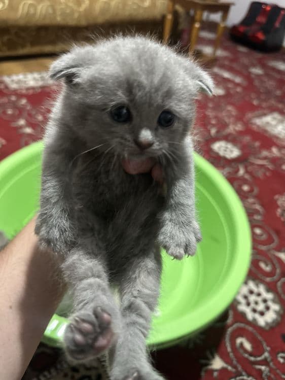 Скоттиш фолд болалари сотилади — 4