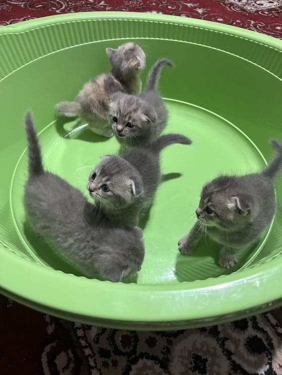 Скоттиш фолд болалари сотилади — 5
