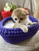 Котята по суперцене шиншиллы