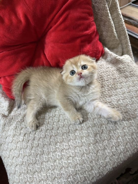 Котята по суперцене шиншиллы — 2