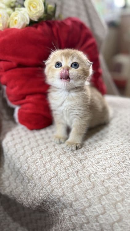 Котята по суперцене шиншиллы — 3