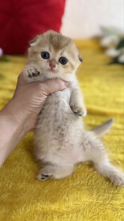 Котята по суперцене шиншиллы — 4