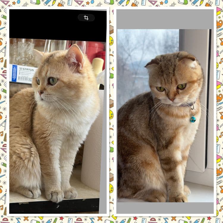 Котята по суперцене шиншиллы — 5