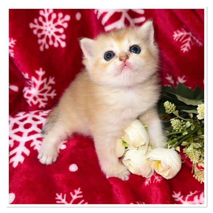 Котята по суперцене шиншиллы — 6