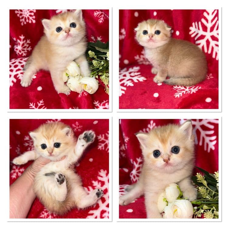 Котята по суперцене шиншиллы — 7