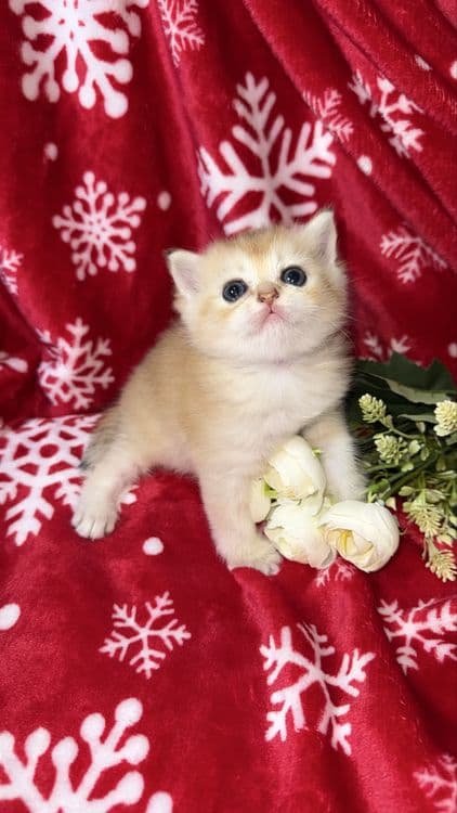 Котята по суперцене шиншиллы — 8