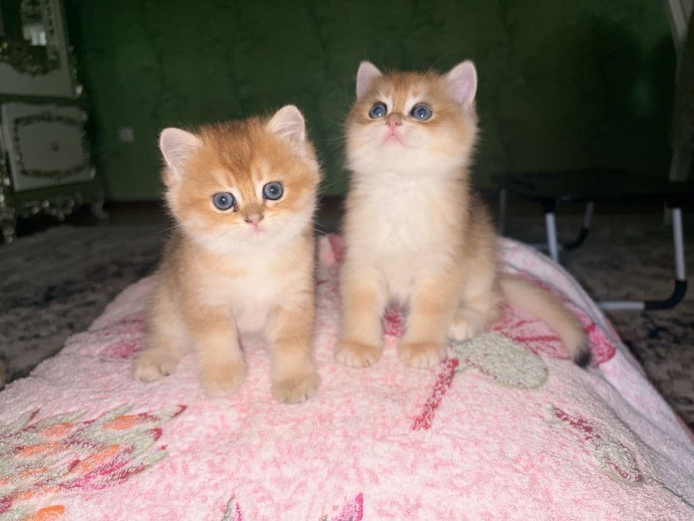 Британская золотая шиншила — 2