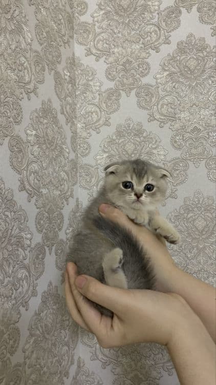 Тоза кон паспорти бор келишилади — 8