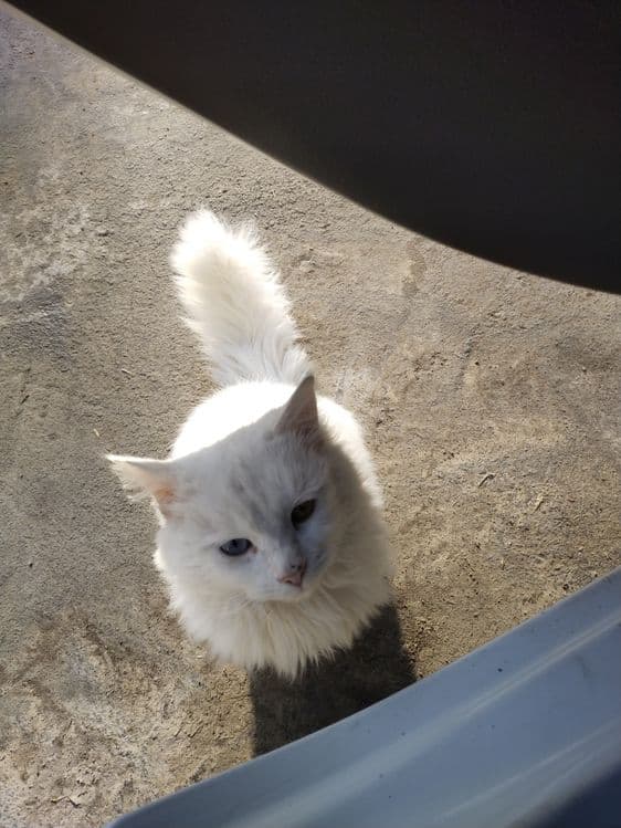 Прадаётся кошка два года — 2