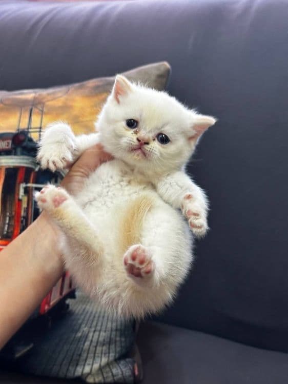 Срочно продаются экслюзивные британские котята! — 2