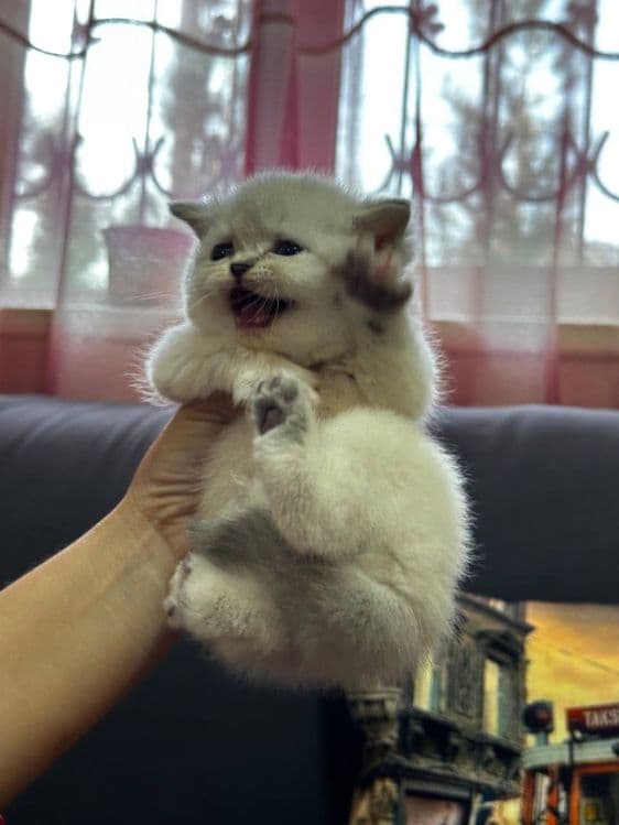 Срочно продаются экслюзивные британские котята! — 3