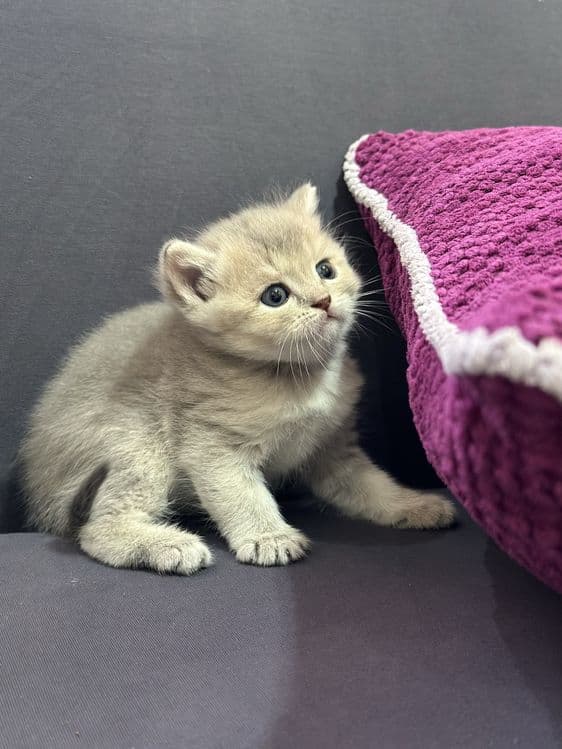 Срочно продаются экслюзивные британские котята! — 6