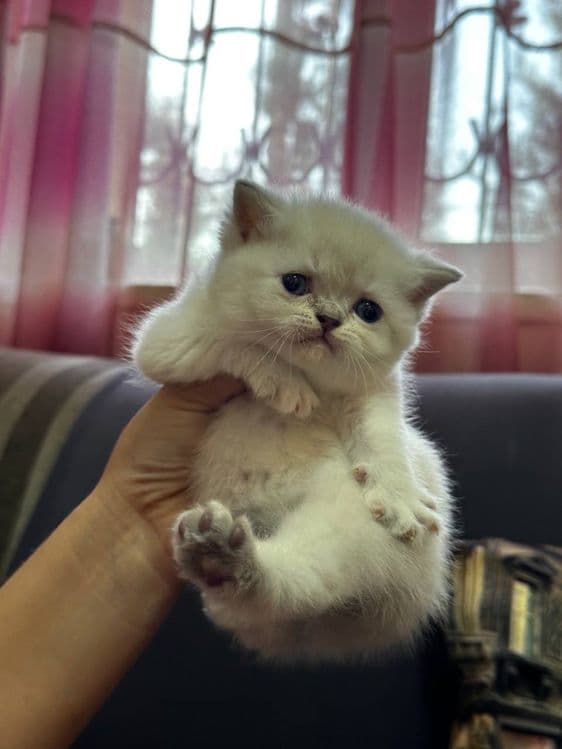 Срочно продаются экслюзивные британские котята! — 8