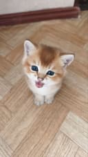 Продаются котята породы британская короткошерстная (золотая шиншилла)