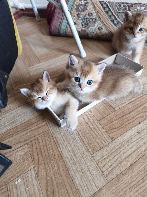 Продаются котята породы британская короткошерстная (золотая шиншилла) — 2