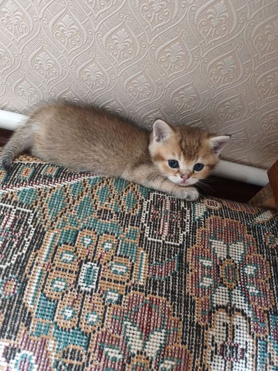 Продаются котята породы британская короткошерстная (золотая шиншилла) — 3