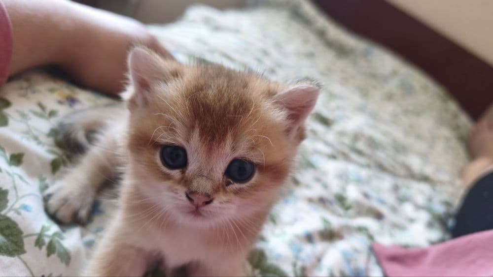 Продаются котята породы британская короткошерстная (золотая шиншилла) — 5