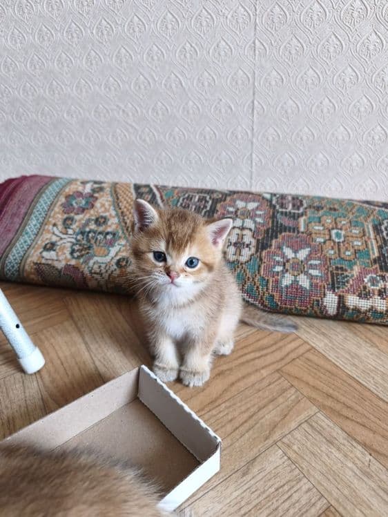 Продаются котята породы британская короткошерстная (золотая шиншилла) — 6