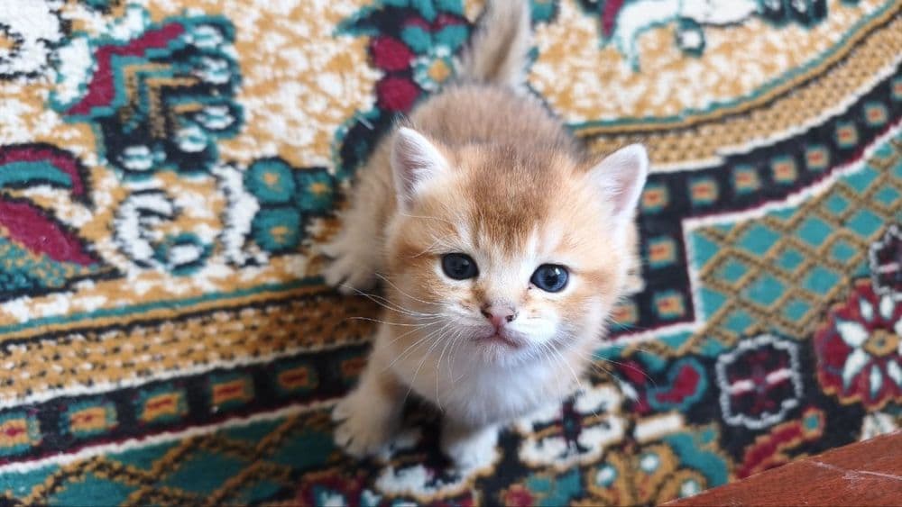 Продаются котята породы британская короткошерстная (золотая шиншилла) — 7