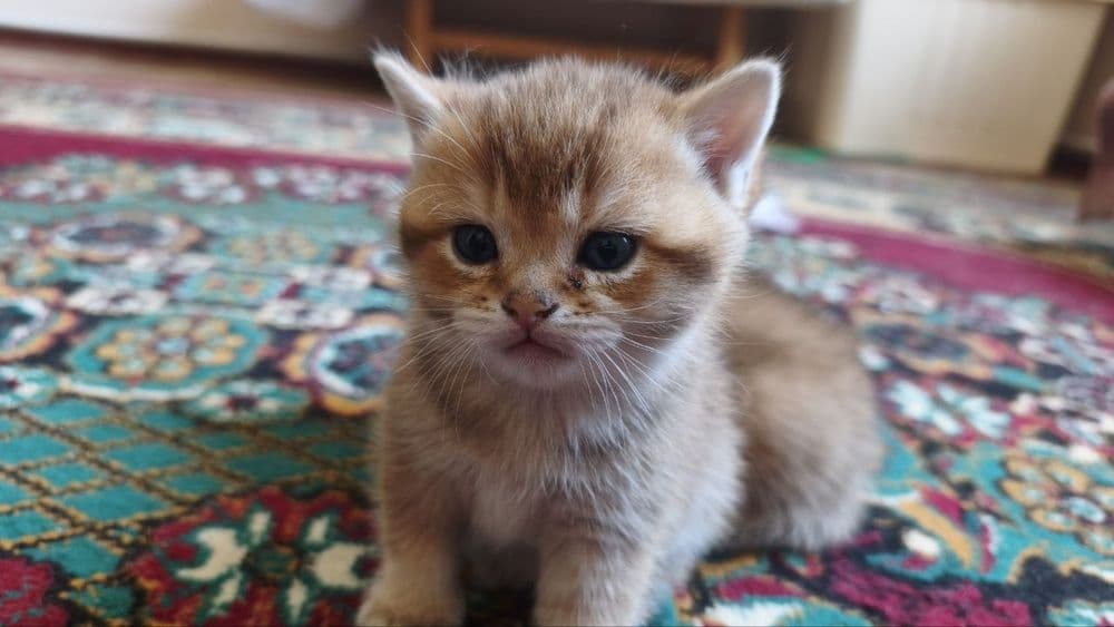 Продаются котята породы британская короткошерстная (золотая шиншилла) — 8