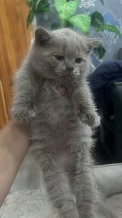 Продаётся, великолепные котята — 2