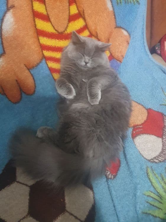 Отдам в хорошие руки кот и кошка — 2