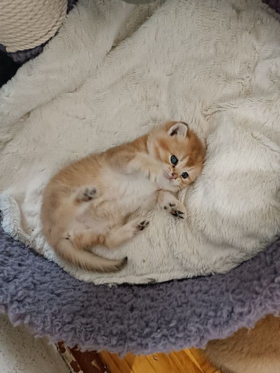 Продажа котят золотой шиншилы — 2