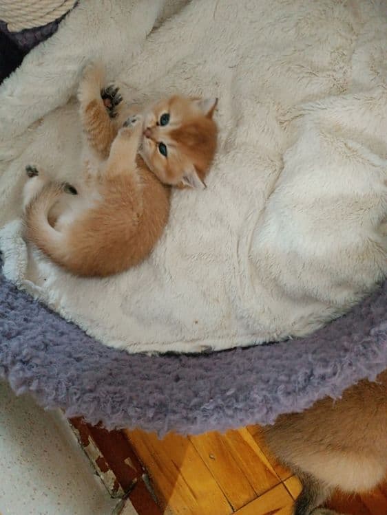 Продажа котят золотой шиншилы — 3