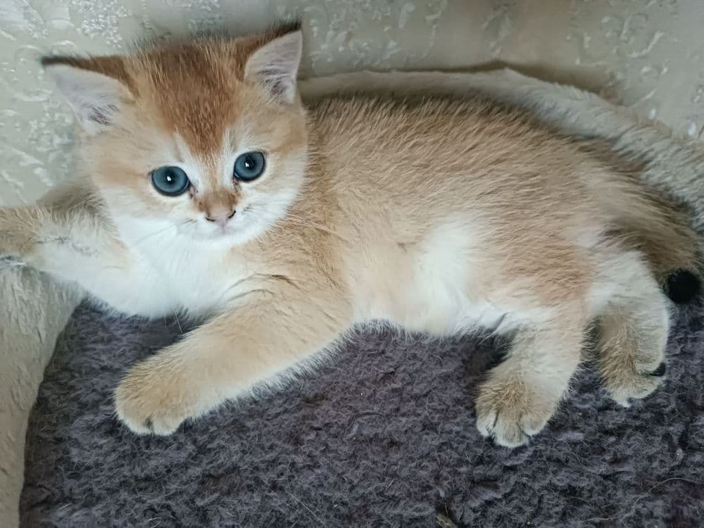Продажа котят золотой шиншилы — 4