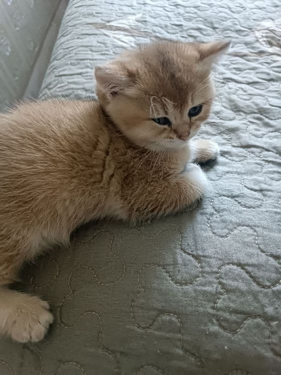 Продажа котят золотой шиншилы — 5