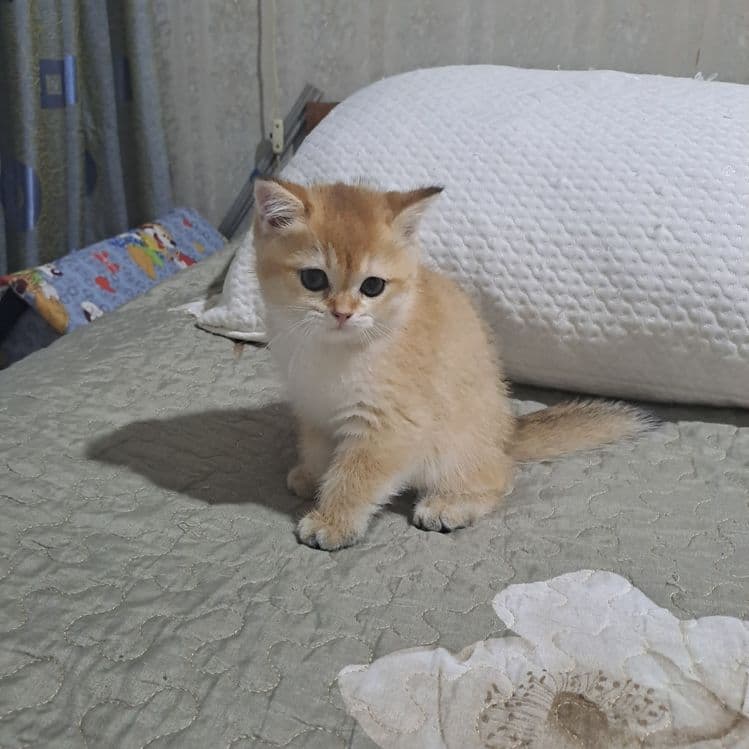 Продажа котят золотой шиншилы — 6