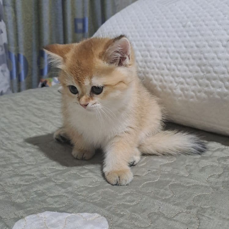 Продажа котят золотой шиншилы — 8
