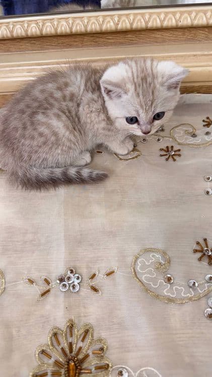 Britanskiy seribrostiy SHINSHILLA zoti tozza — 6