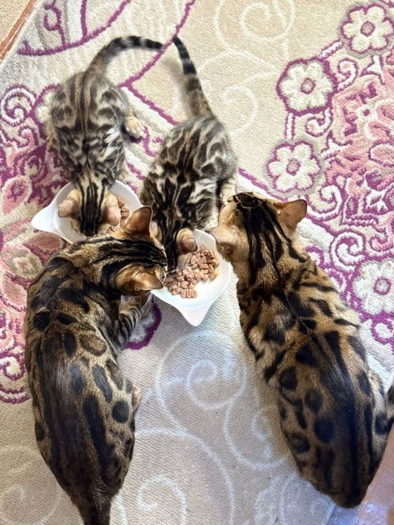 Срочно продается бенгальские котята — 2