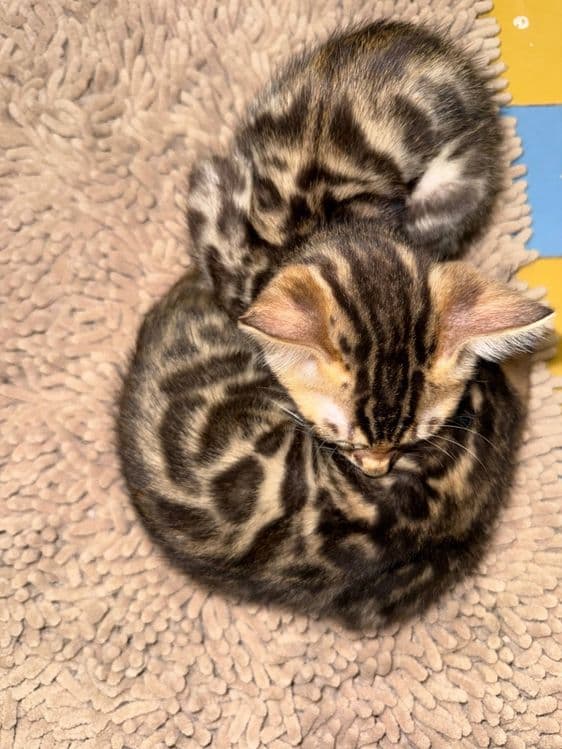 Срочно продается бенгальские котята — 3